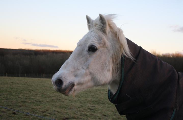 A Pony through Prayer